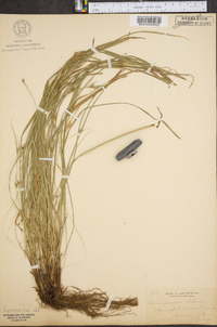 Carex jamesii image