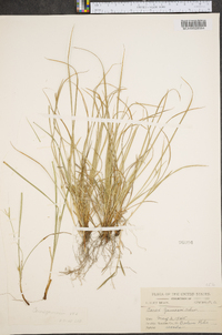 Carex jamesii image