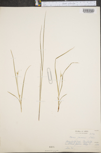 Carex jamesii image