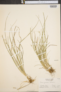 Carex jamesii image