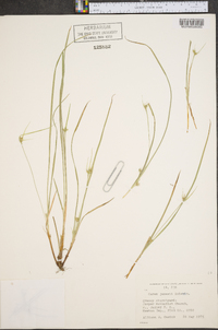 Carex jamesii image