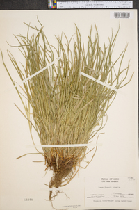 Carex jamesii image