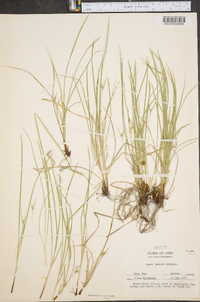 Carex jamesii image