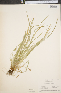 Carex jamesii image