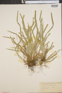 Carex laxiculmis image