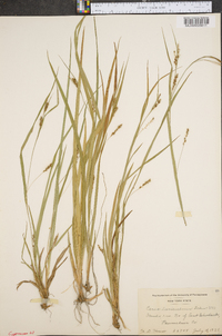 Carex laxiculmis image