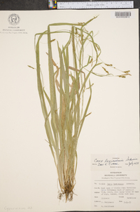 Carex laxiculmis image