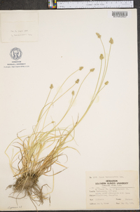 Carex leavenworthii image