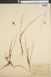 Carex limosa image