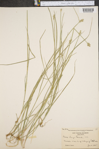 Carex longii image