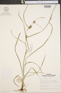 Carex louisianica image