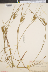 Carex baileyi image