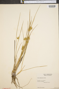 Carex michauxiana image