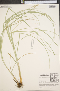 Carex muehlenbergii var. enervis image