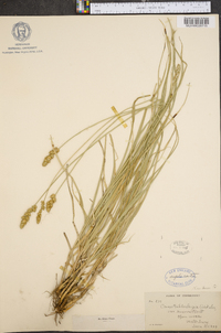 Carex muehlenbergii var. enervis image