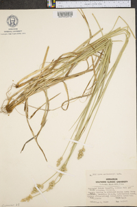 Carex muehlenbergii var. enervis image