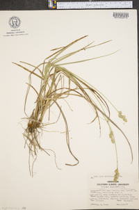 Carex muehlenbergii var. enervis image