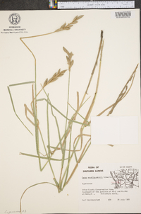 Carex muskingumensis image