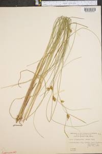 Carex oligosperma image