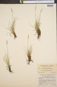 Carex oreocharis image