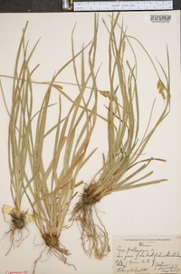 Carex pallescens image