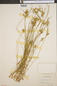 Carex pallescens image