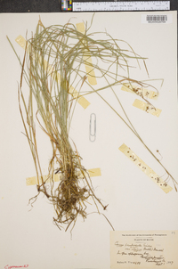 Carex paupercula image