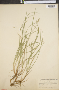 Carex paupercula var. pallens image