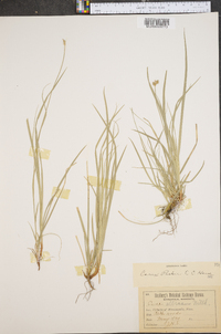 Carex peckii image