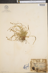 Carex pedunculata image