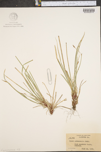 Carex pedunculata image