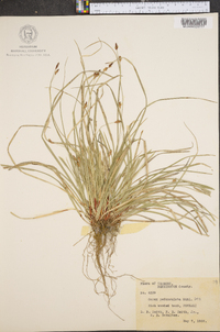 Carex pedunculata image