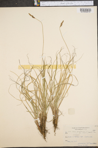 Carex pensylvanica var. lucorum image