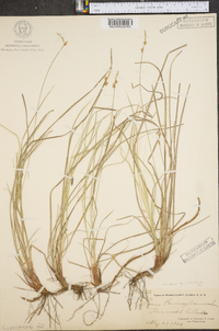 Carex inops subsp. heliophila image