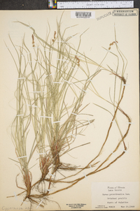 Carex inops subsp. heliophila image