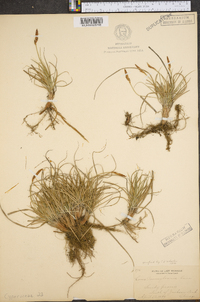 Carex inops subsp. heliophila image