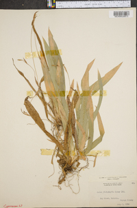 Carex platyphylla image
