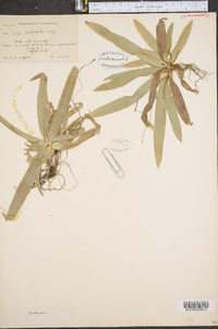 Carex platyphylla image