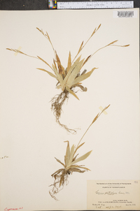 Carex platyphylla image