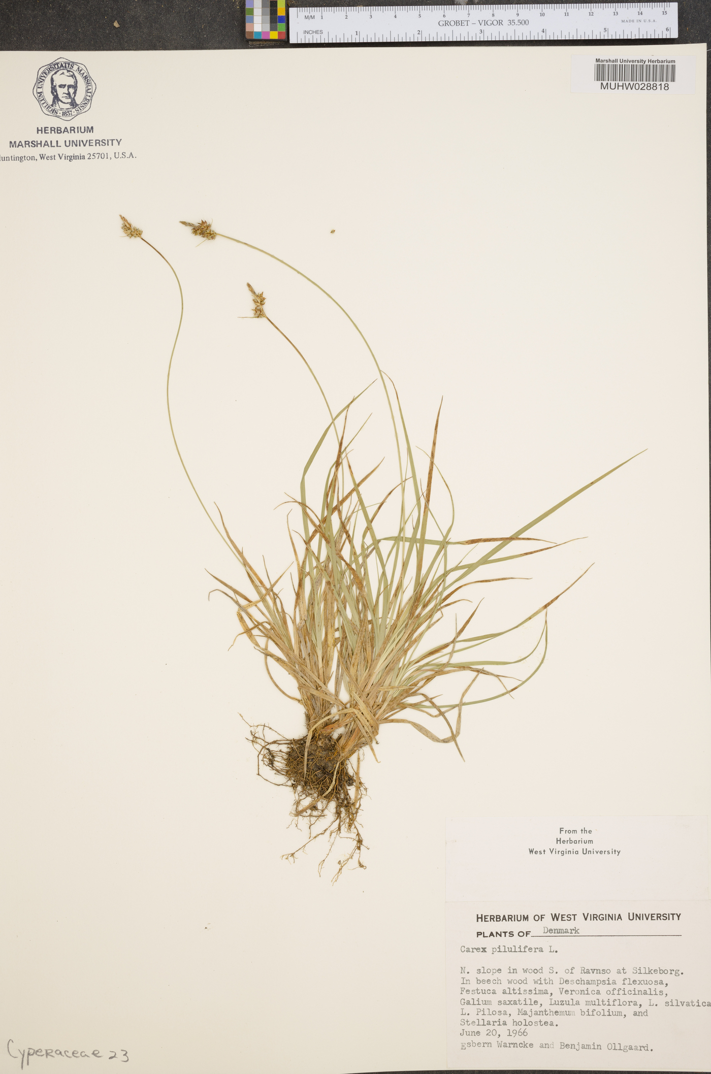 Carex pilulifera image