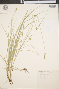 Carex projecta image