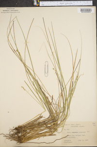 Carex projecta image