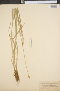 Carex projecta image