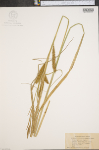 Carex rostrata image