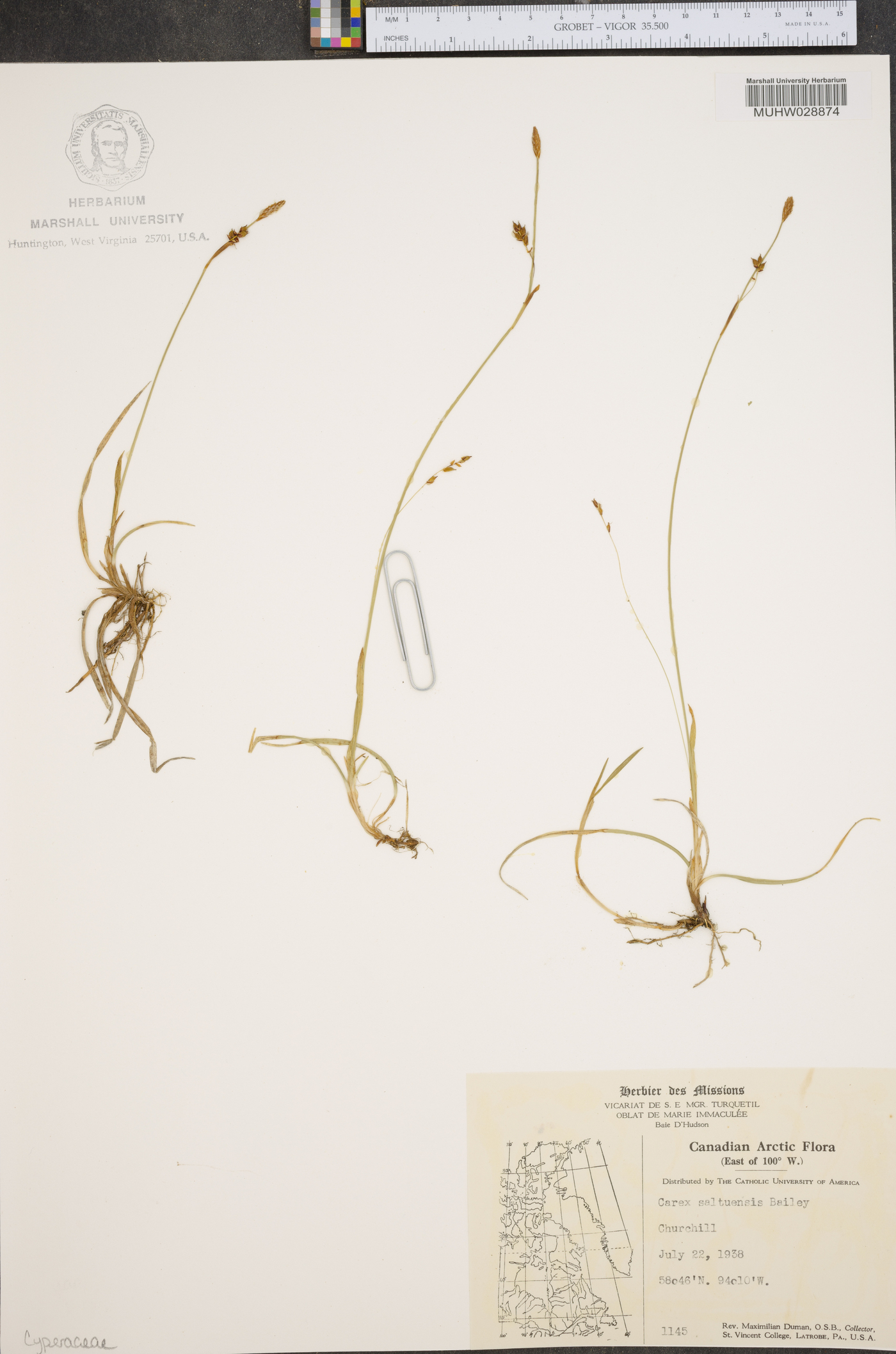 Carex saltuensis image