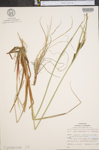 Carex saxatilis image