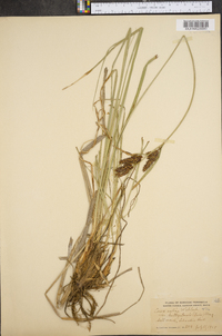 Carex salina image