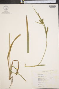 Carex scabrata image