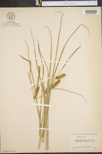 Carex scabrata image