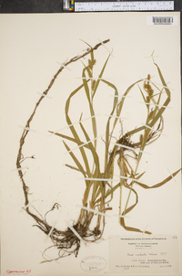 Carex scabrata image